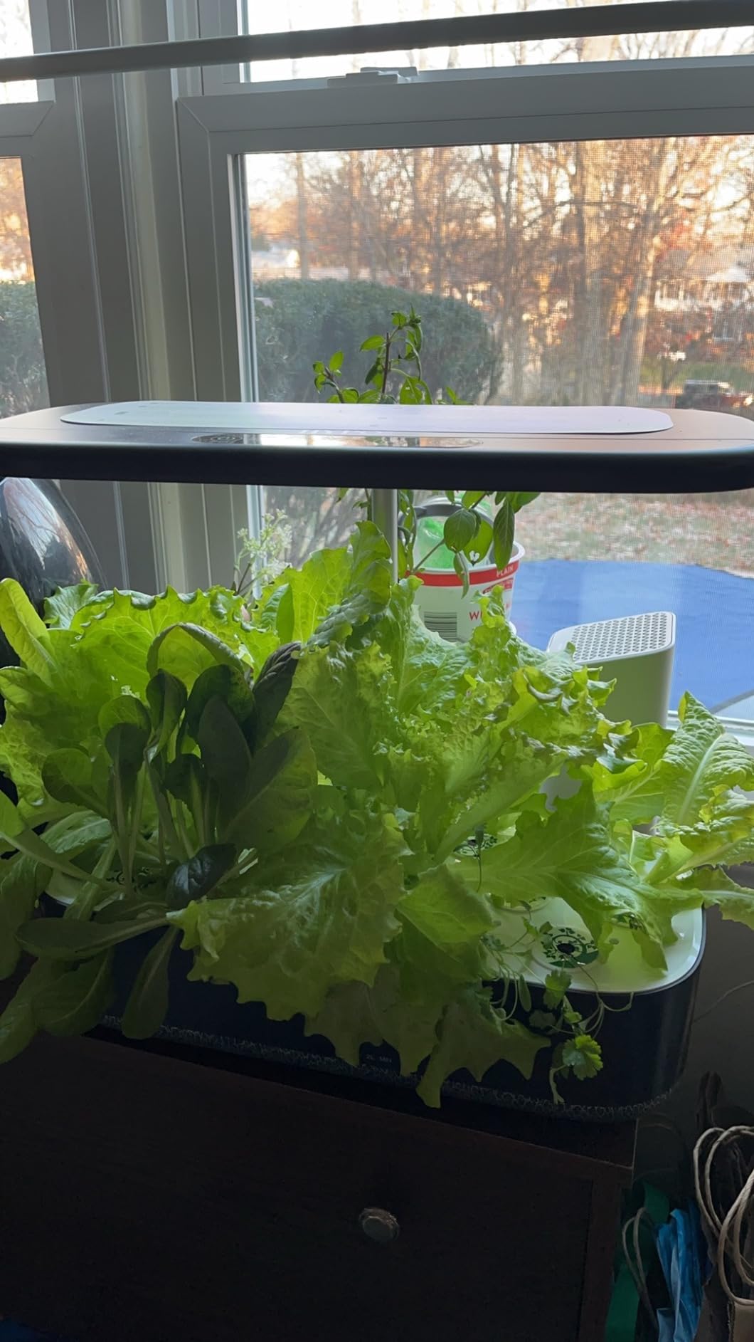 Hydroponics Growing System with LED Grow Light, 14 Pods Indoor Herb Garden Full Spectrum Rotatable Light Panel, Auto On Off Timing 12 14 16Hrs, 5L Water Tank, Harvest Fresh Basil Tomato (Black) customer photo 1