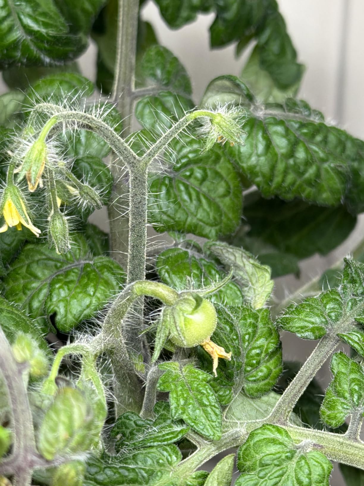 SUNCOZE Hydroponics Growing System, Compact 12 Pods Indoor Garden, Black customer photo 1