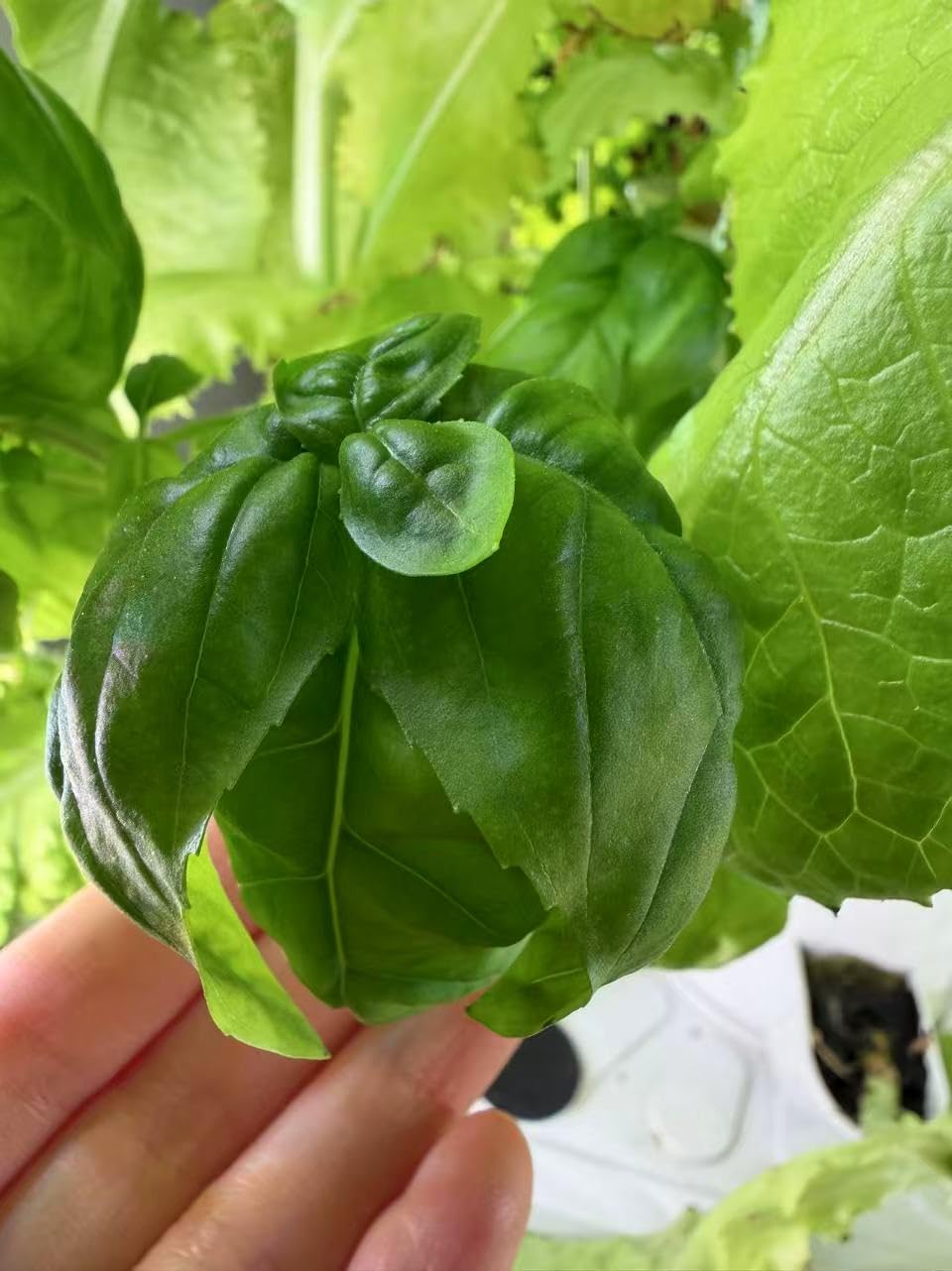 Hydroponics Growing System, 30-Plant Indoor Hydroponic Tower with Timer and Pump System, Plants Germination Kit, Vertical Hydroponic System for Gardening Lover (No Seed) customer photo 2