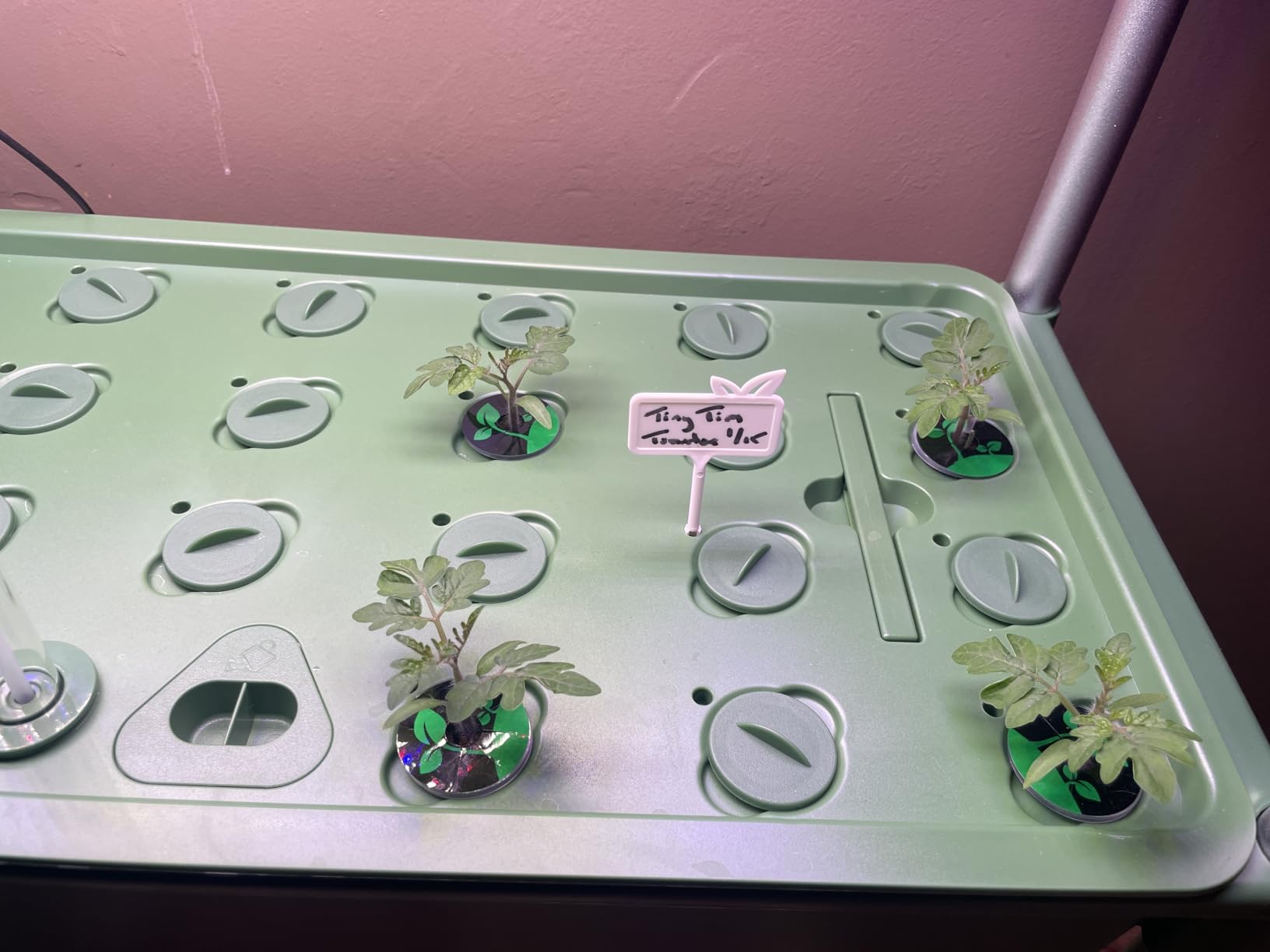 Growell Large Basket Hydroponics Growing System Kit, 48 Pods Vertical Hydroponic Garden with 2 Grow Light Modes, Auto Circulating Water System, 40L Indoor Gardening System for Herb Vegetable Fruit customer photo 2
