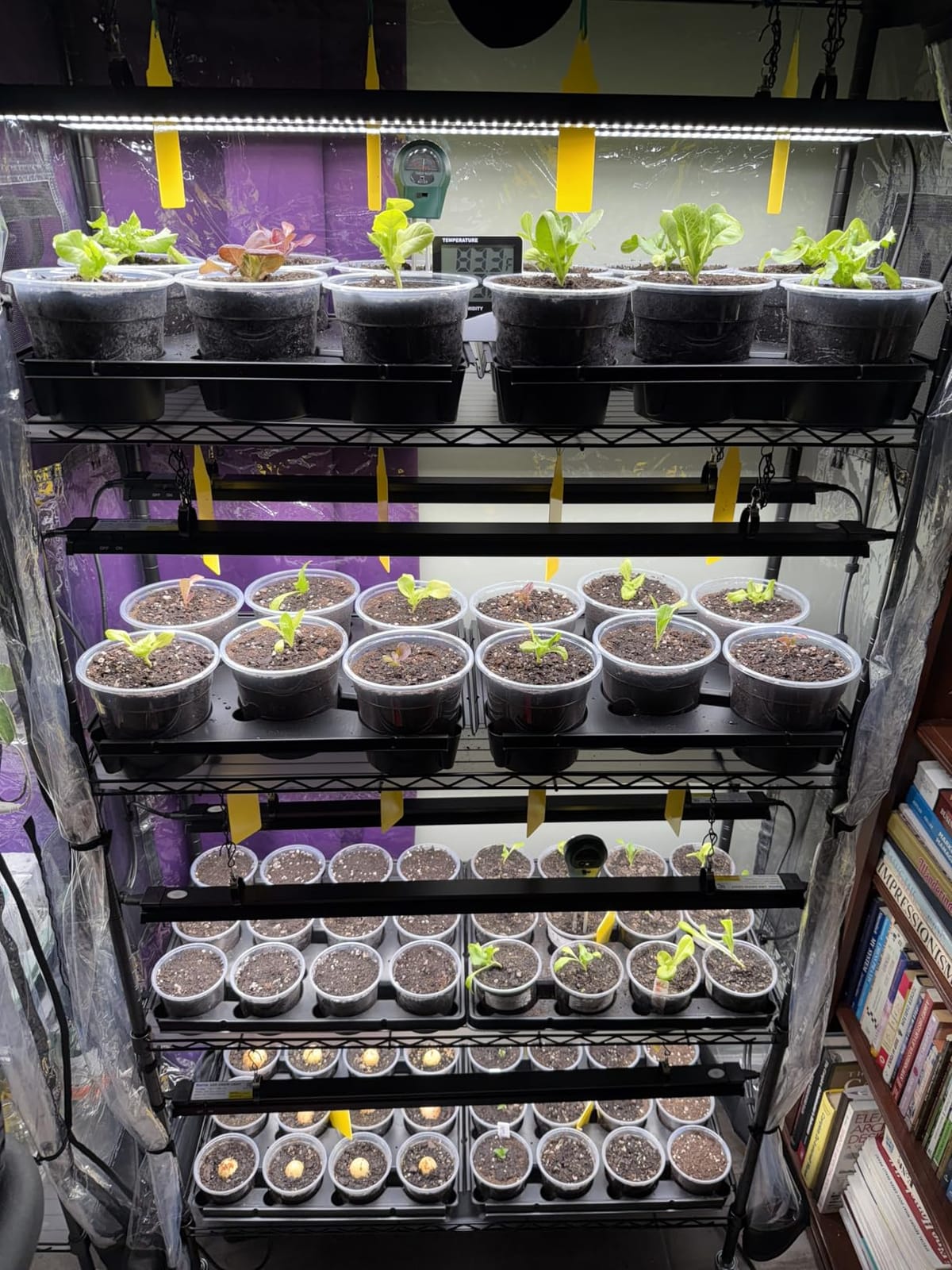 Barrina LP600 Indoor Greenhouse with Grow Light, 5 Tier Stand with Tent customer photo 2