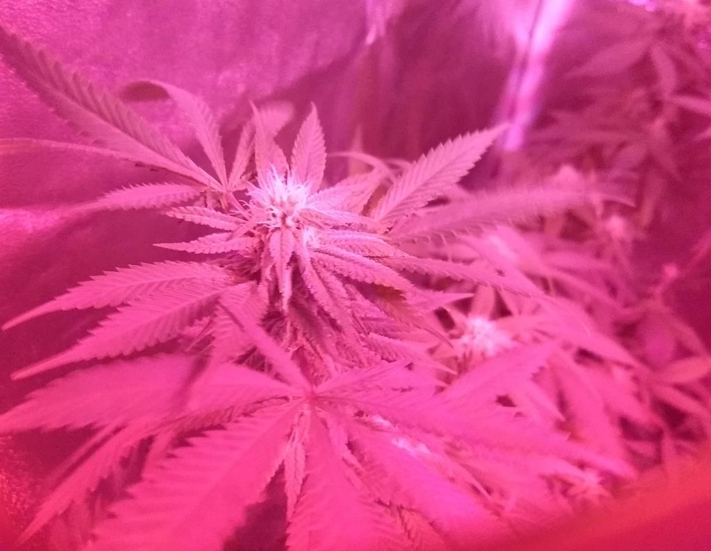 5 Heads LED Grow Lights for Indoor Plants Full Spectrum 450 LEDs, Plant Lights for Indoor Growing with Tripod Stand, Floor Grow Light with Auto 3/6/9/12/15/18H Timer for Indoor Tall Plants. customer photo 1