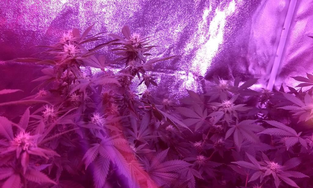 5 Heads LED Grow Lights for Indoor Plants Full Spectrum 450 LEDs, Plant Lights for Indoor Growing with Tripod Stand, Floor Grow Light with Auto 3/6/9/12/15/18H Timer for Indoor Tall Plants. customer photo 2