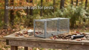 best animal traps for pests