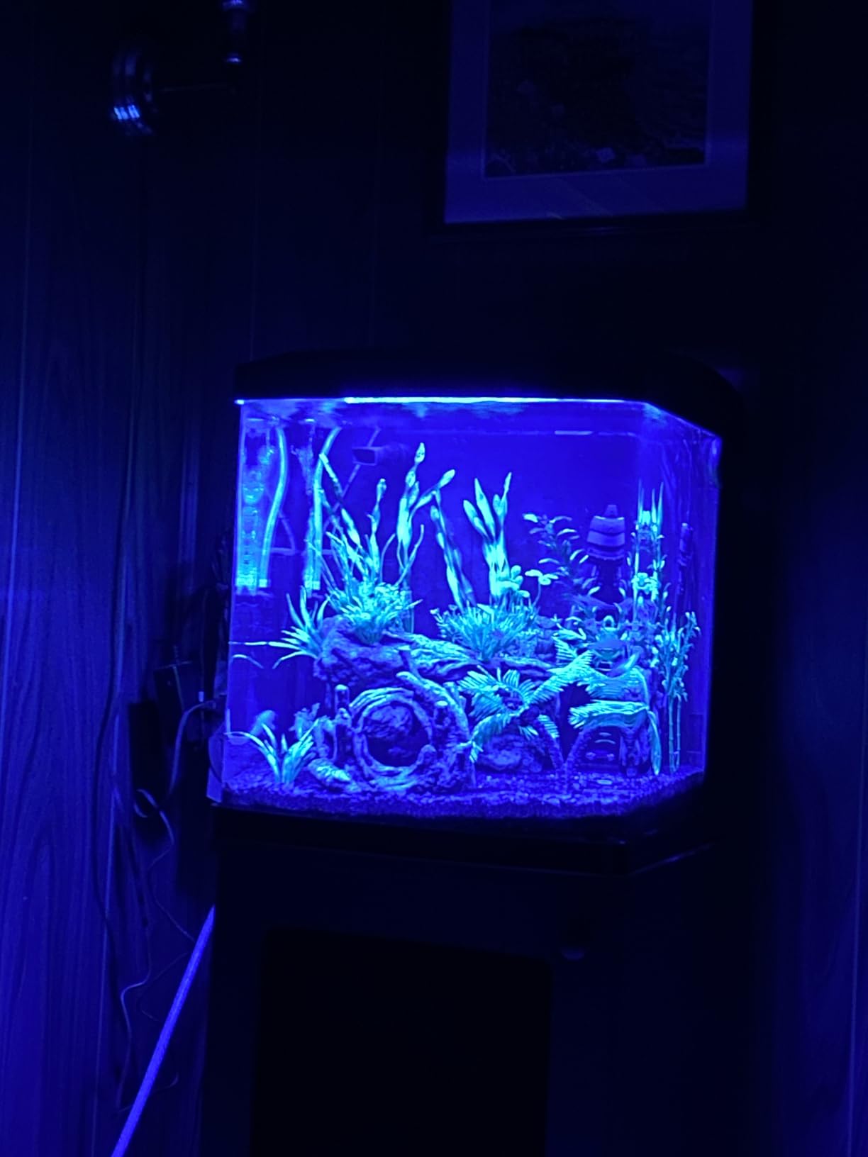 Coralife LED Biocube Aquarium Starter Kit, 16 Gallon Tank for Beginners customer photo 2