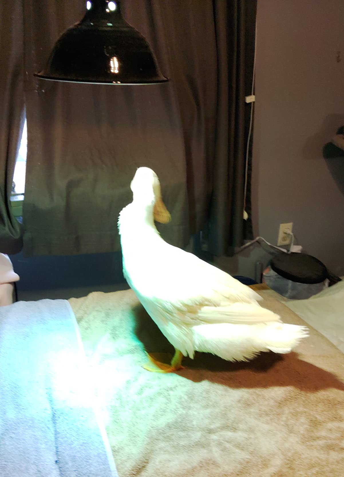 REPTI ZOO Full Spectrum UVA + UVB Sun Lamp Self-Ballasted Vapor Lamp/Bulb/Light for Reptile and Amphibian Use customer photo 1