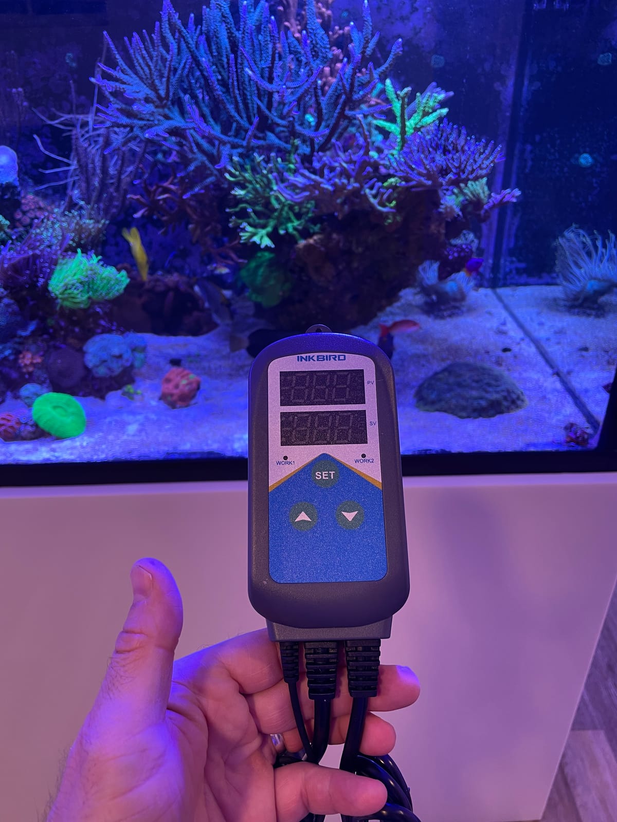 Inkbird Digital Outlet Heat Temperature Controller with Day Night Control for Brewing Aquarium Breeding Reptiles Hatching Heat Mat customer photo 1