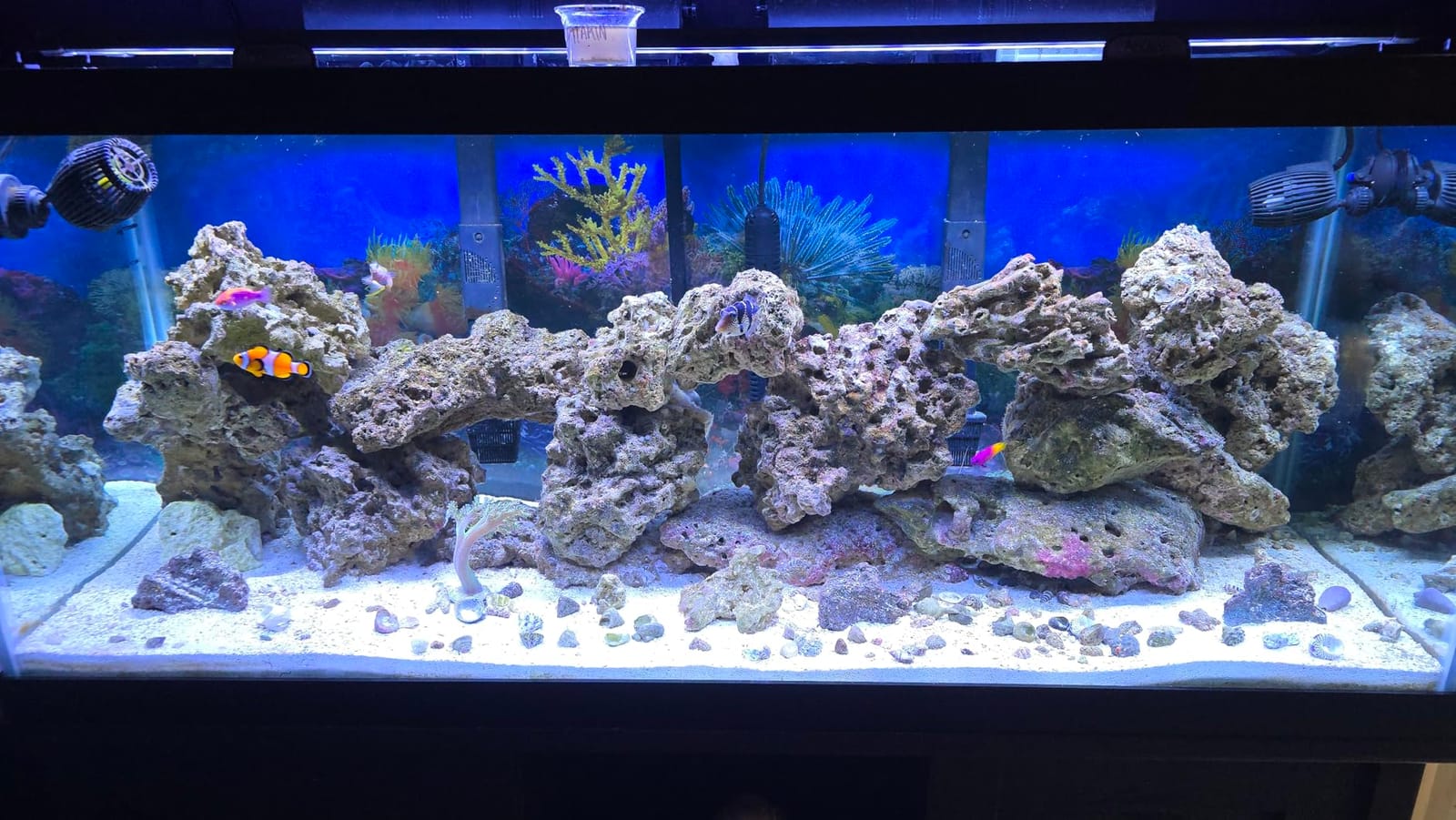 NICREW 32W Saltwater Aquarium Light, Marine LED Reef Light for Corals, Programmable Timer Controller, 30 to 36-Inch customer photo 2