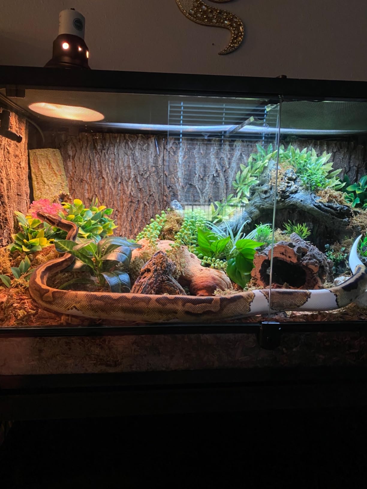 Hamiledyi 2PCS Cork Terrarium Background 15.7 x 11.8in Natural Cork Large Bark Backdrop Reptile Climbing Mat Habitat Decor Accessories for Beared Dragon Lizard Gecko Spider Chameleon Tortoise customer photo 1