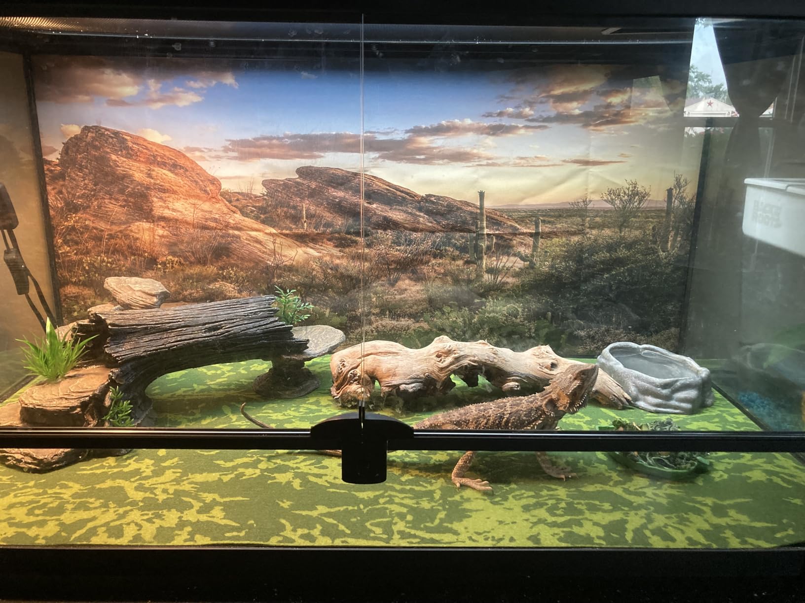 36x18 in Desert Reptile Habitat Backdrop Oasis Cactus Terrarium Background customer photo 2