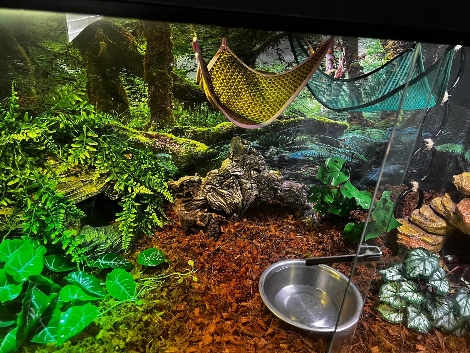 36x18 in Terrarium Backdrop Rainforest Moss Tree Reptile Habitat Background customer photo 1