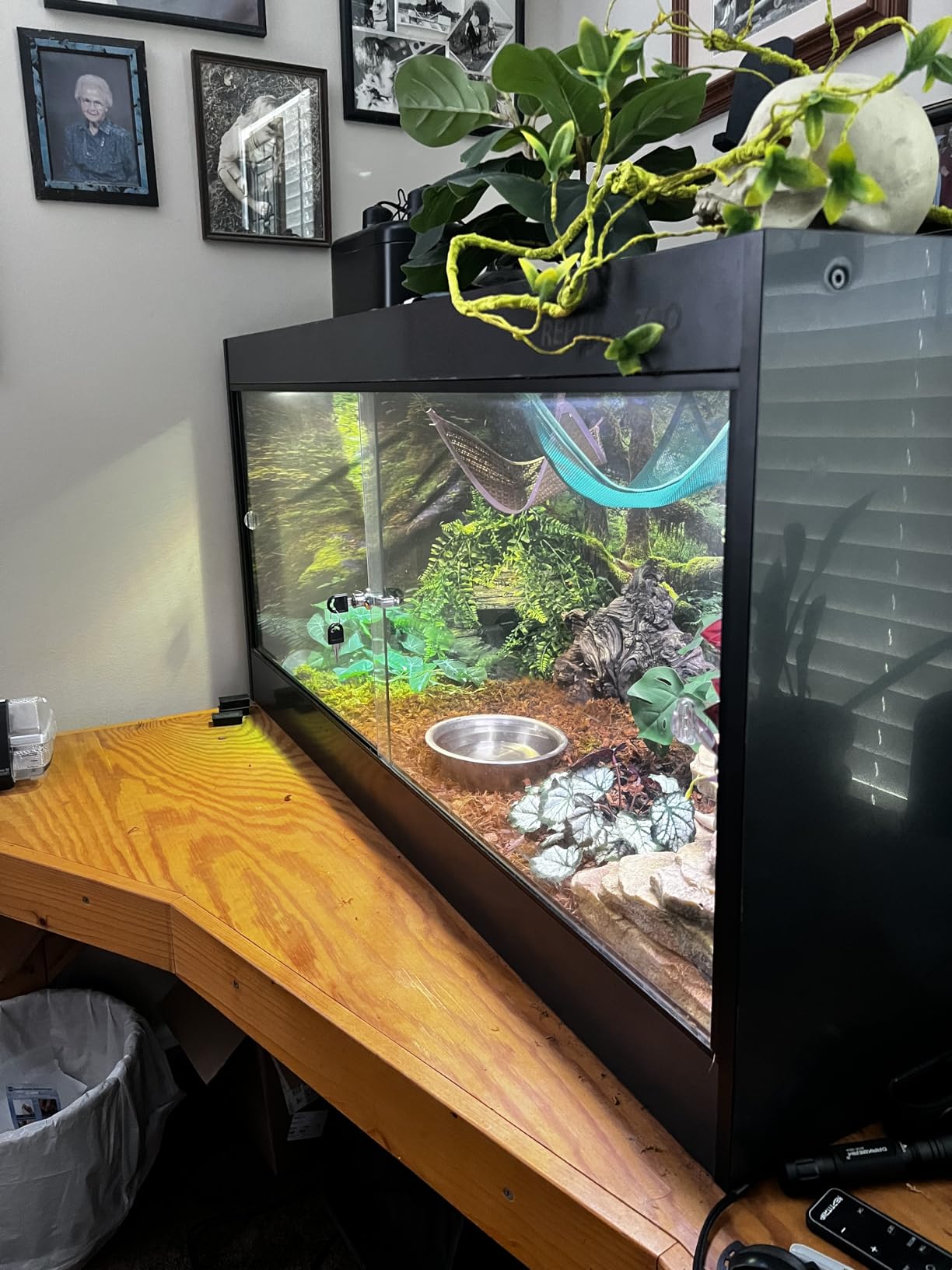 36x18 in Terrarium Backdrop Rainforest Moss Tree Reptile Habitat Background customer photo 2
