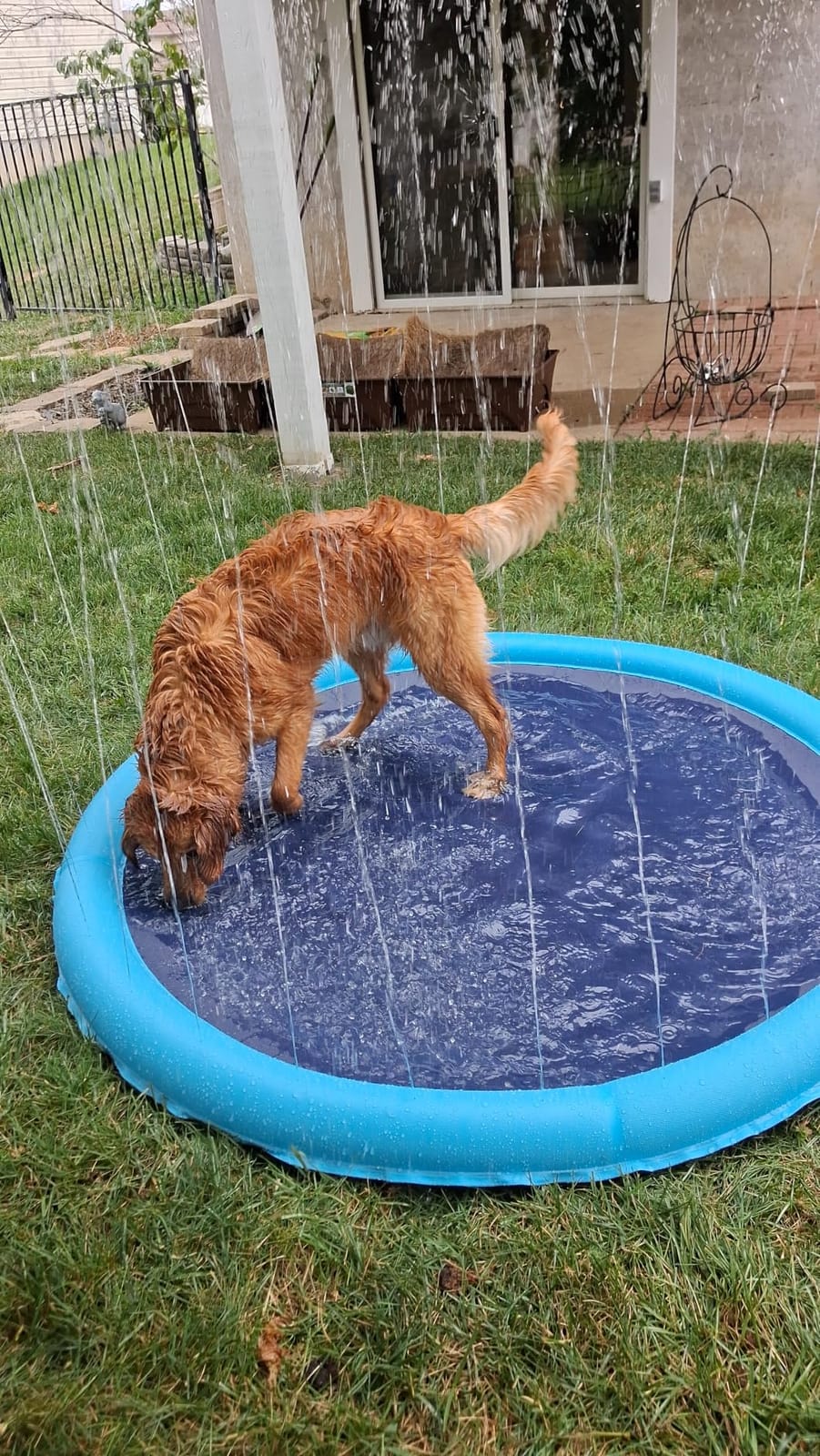 Raxurt Non-Slip Splash Pad for Kids and Dog, 67'' Splash Pad Thicken 0.58mm for Kids Ages 4-8 Toddler Baby Splash Sprinkler Pad Dog Pool Summer Outdoor Water Toys for Boys Girls customer photo 2