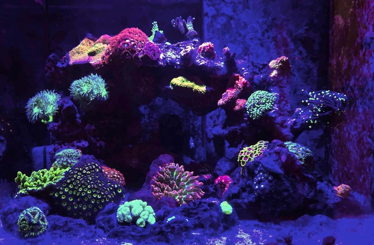Aquarium Lights-100 watt 5 Channels Sunrise Sunset Moonlight Reef Lights for Coral SPS LPS Saltwater Tank customer photo 2