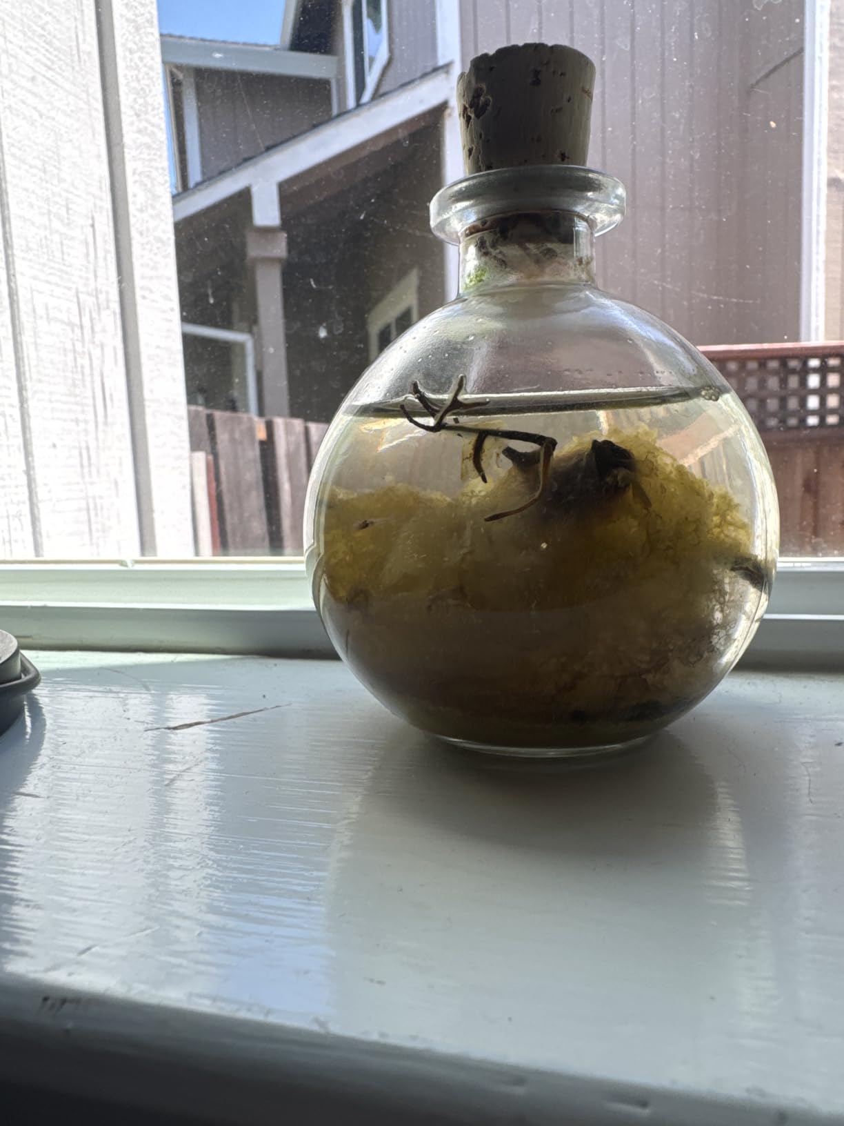 Shrimp Bubble Self-Sustaining Ecosystem - Natural. Contains Live Opae Ula Shrimp customer photo 1