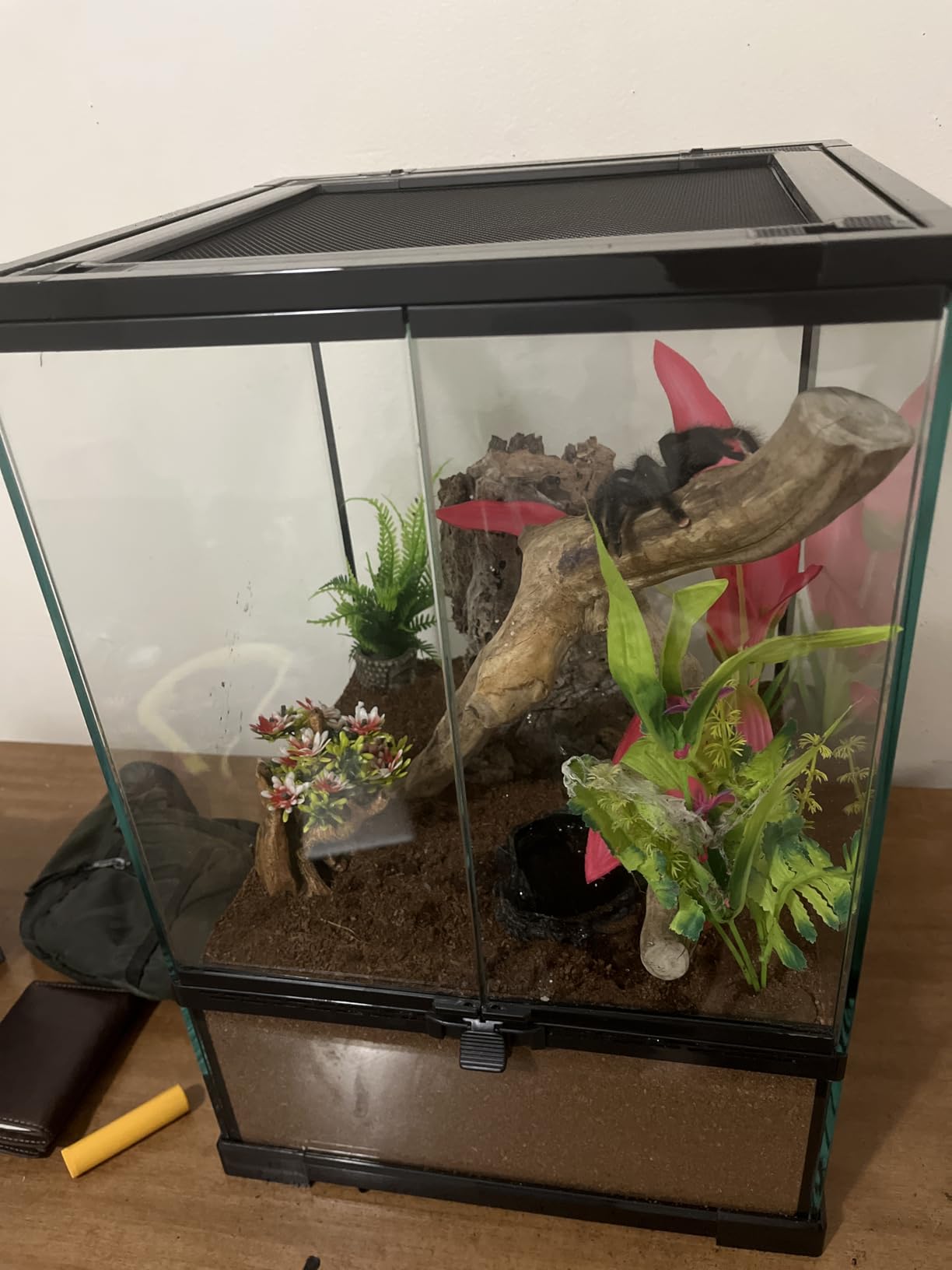 Reptile Glass Terrarium Tank 10 * 10 * 14in, Full View with Front Opening Door,Amphibians Enclosure Habitat Cage for Crested Gecko,Spider,Tarantula,Lizard,Hermit Crab,Frog,Mantises,Insects customer photo 2