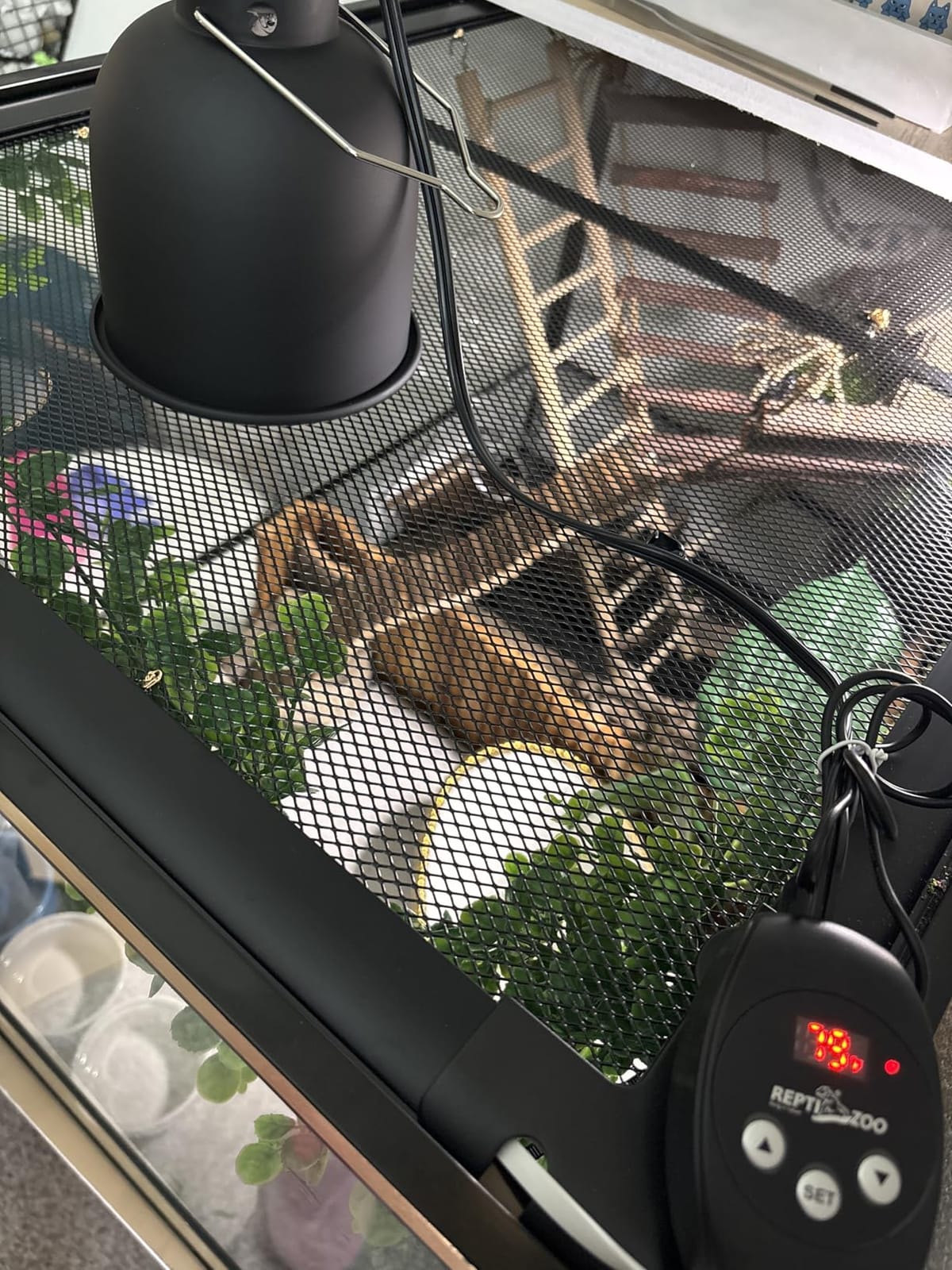 80W Deep Heat Infrared Projector Lamp for Reptiles, Emits Infrared A & B Wavelengths, Reptiles Basking Light Heat Lamp Bulbs with Reflector for Bearded Dragons, Turtles, Snakes, Lizards, etc. customer photo 1