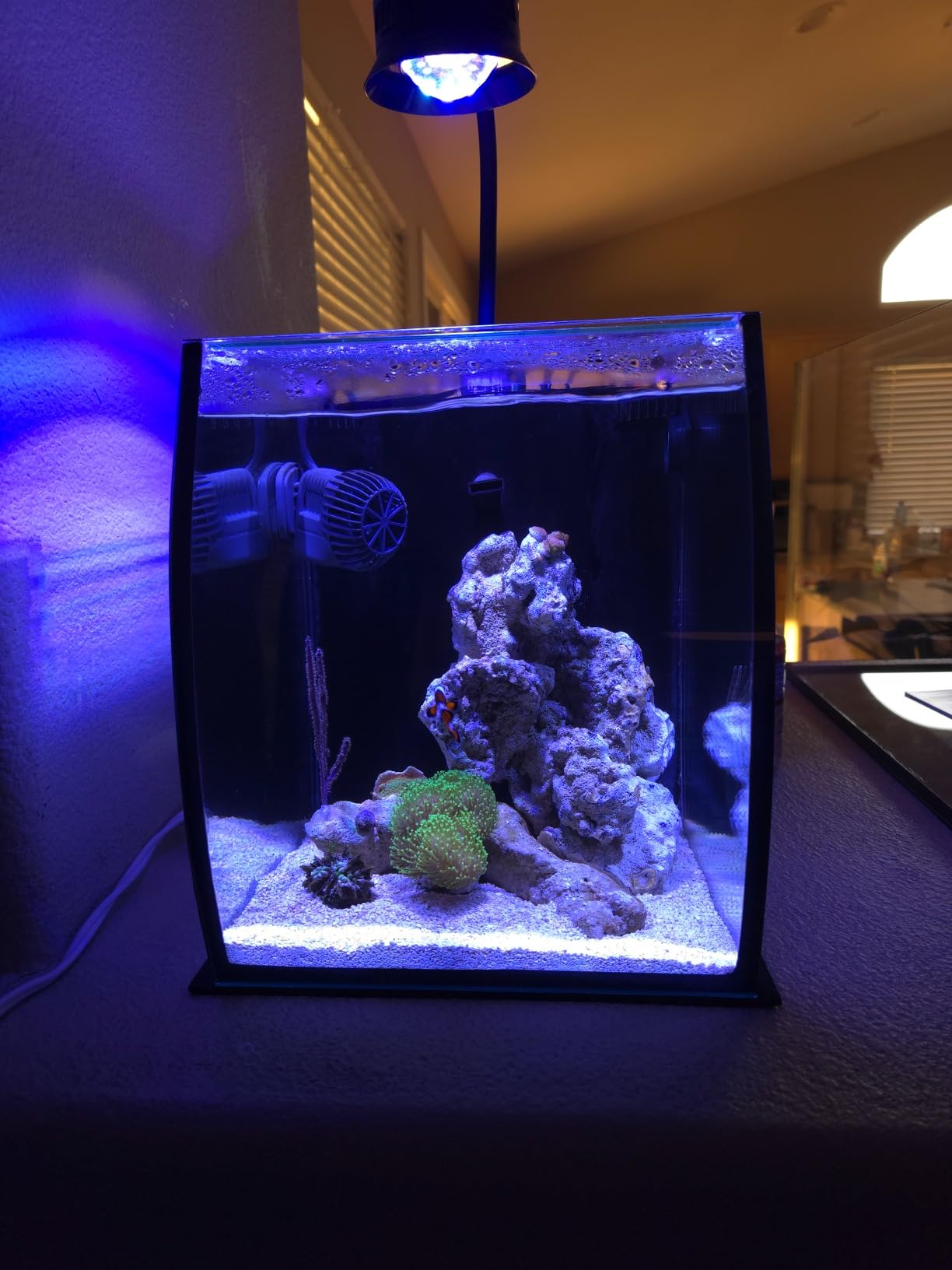 Aquatop 13.5 Gallon Bow Front Glass Aquarium Kit with Filter and LED Lighting - All in One Desktop Fish Tank, Ideal for Freshwater and Saltwater, BFK-13 customer photo 2