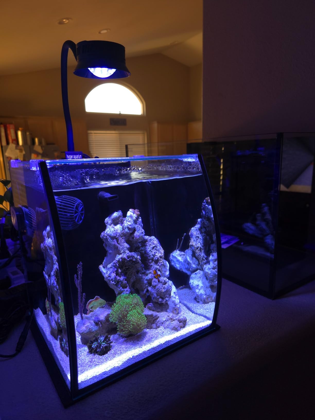 Aquatop 8.6 Gallon Bow Front Glass Aquarium Kit with Filter and LED Lighting - All in One Desktop Fish Tank, Ideal for Freshwater and Saltwater, BFK-08 customer photo 1