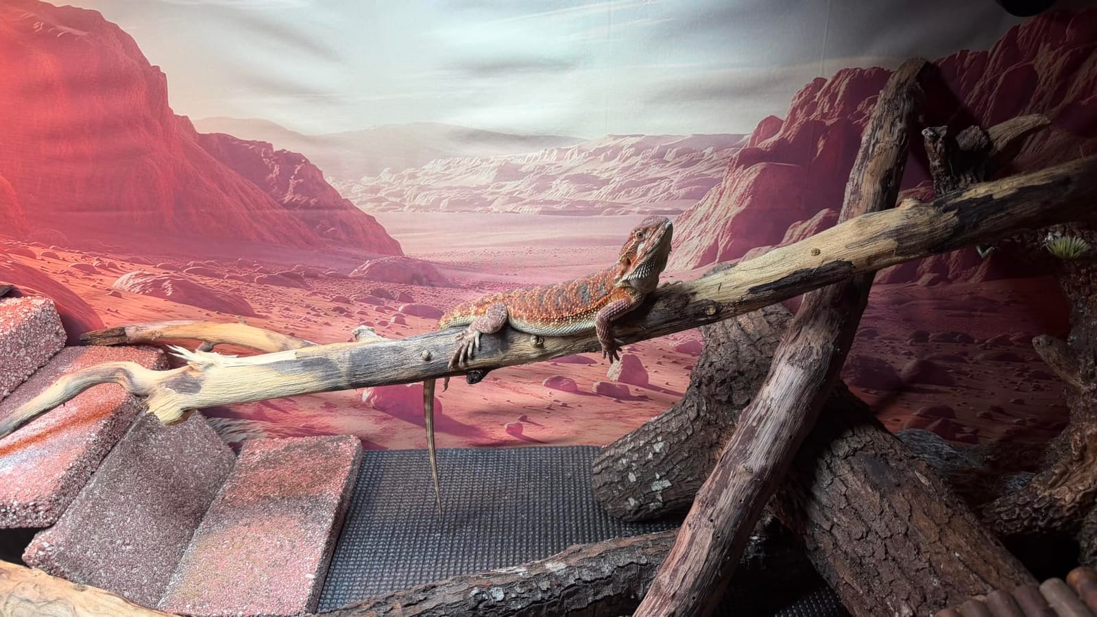 COMSUN 3 Pack Terrarium Background, 36x18 inch Polyester Reptile Background customer photo 2