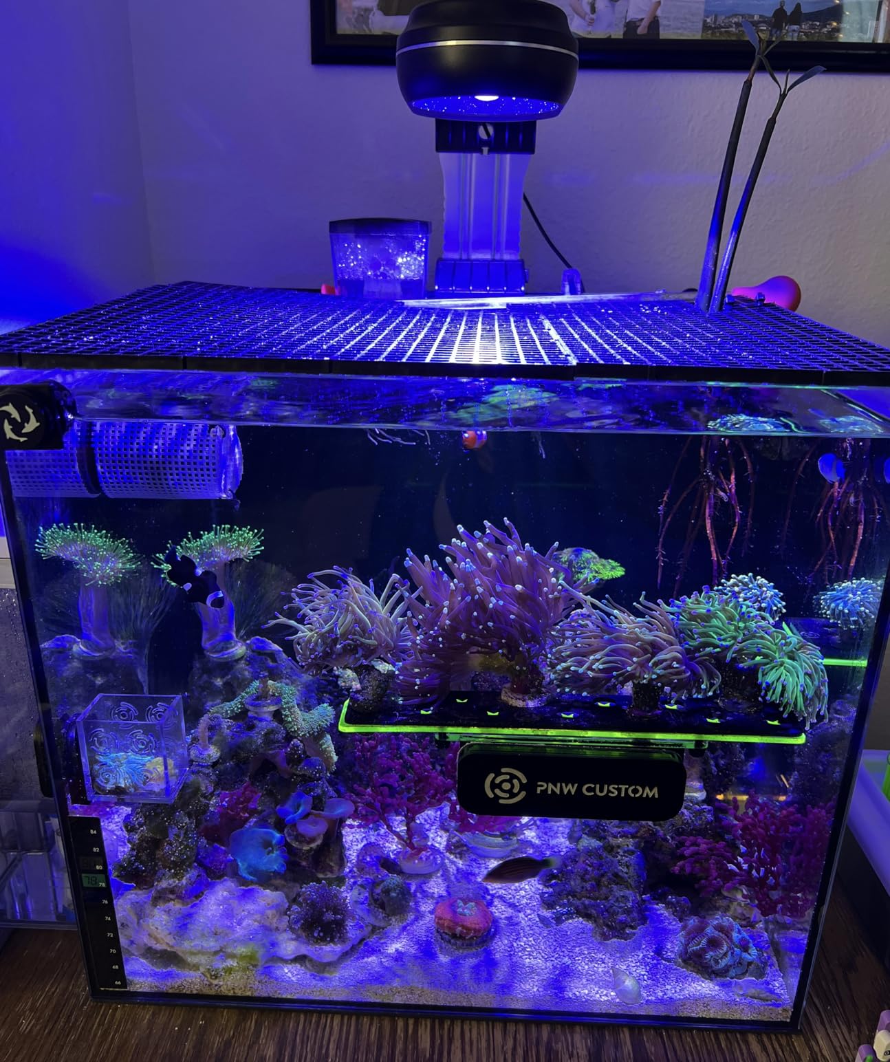 PopBloom 65W Aquarium LED Reef Lights for Corals, WiFi Smart, Rich Shimmer customer photo 2
