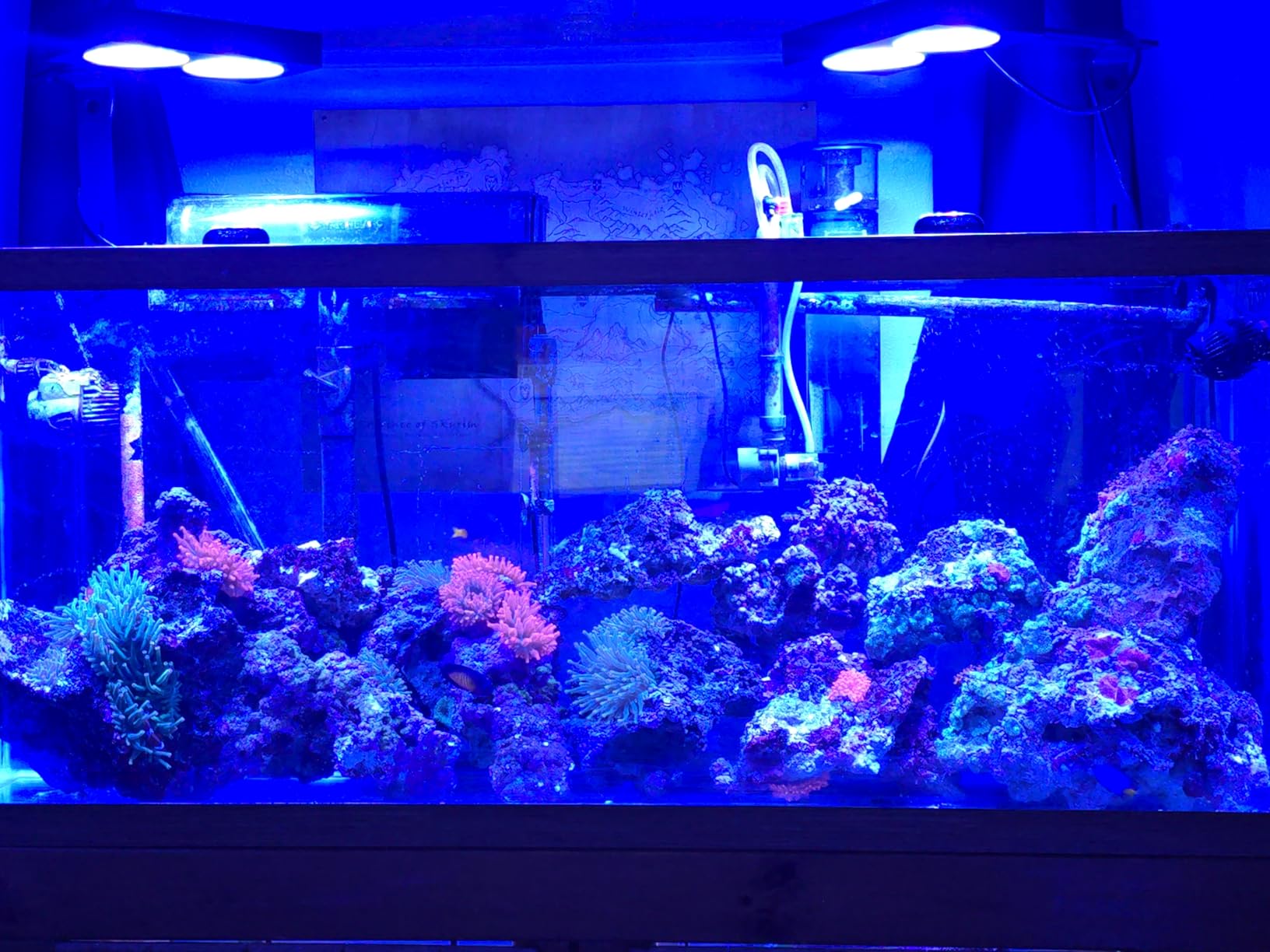 NICREW NavaReef 65 Reef LED Light, 65W Reef Aquarium Lighting for Soft/LPS Corals and Saltwater Fish Tanks, Built-in Timer, Blue Focused Spectrum customer photo 1