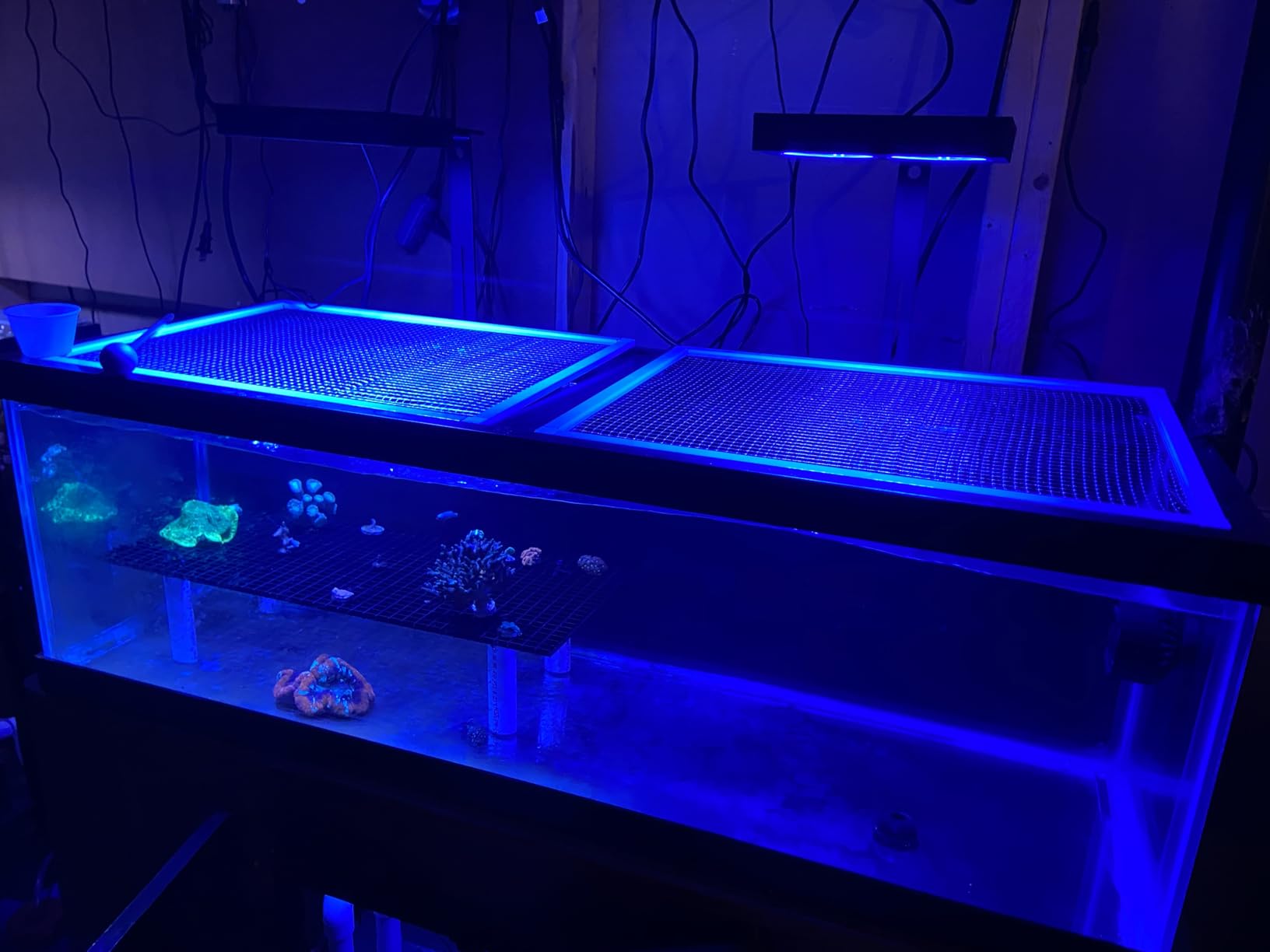 NICREW NavaReef 65 Reef LED Light, 65W Reef Aquarium Lighting for Soft/LPS Corals and Saltwater Fish Tanks, Built-in Timer, Blue Focused Spectrum customer photo 2