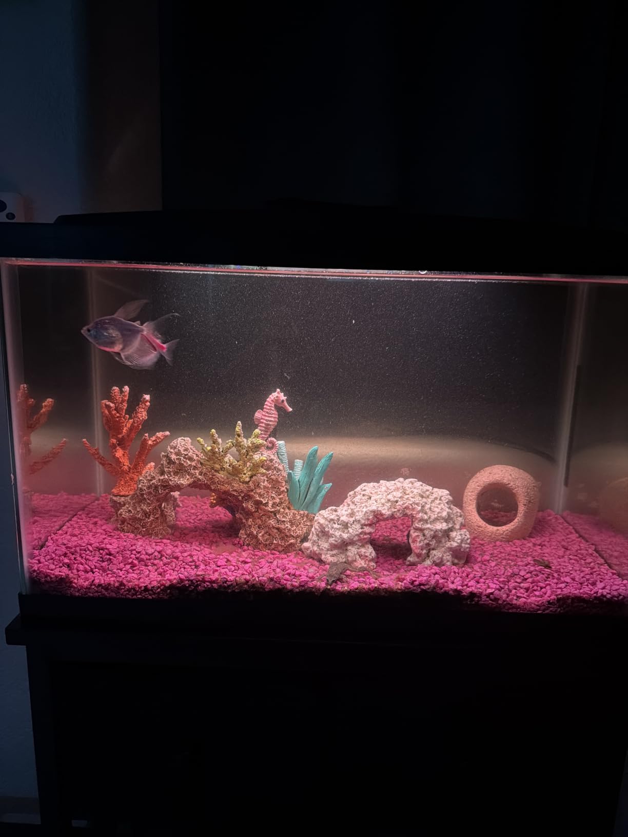 Aqueon Aquarium Starter Kit with Smart Clean Filtration and LED Lighting, Freshwater and Saltwater Fish, 20-Gallon customer photo 2