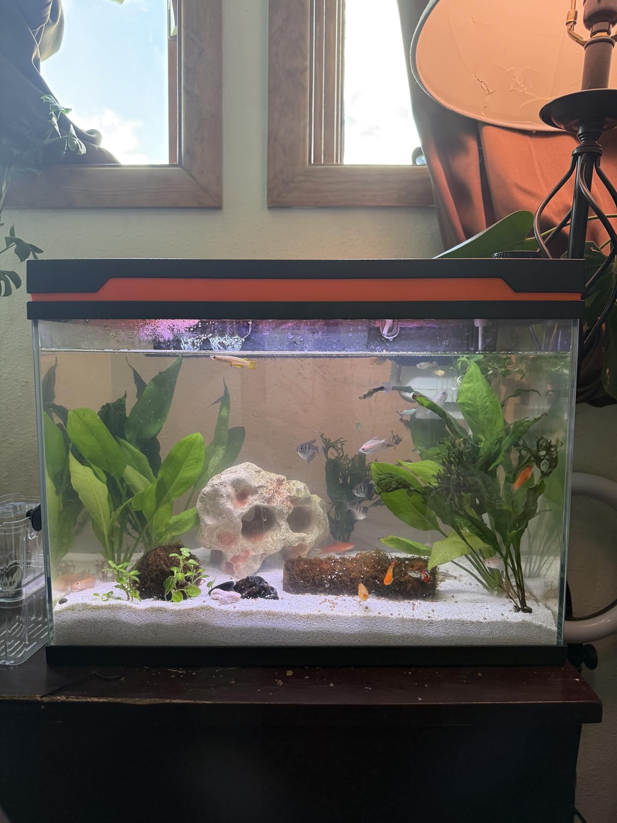 hygger Smart Aquarium Starter Kit, Glass Fish Tank with 24/7 Mode Light, Heater, Water Pump, Filter Media, Auto Feeder,Water Changer, Cleaning Tool, Fishing Net,Timer Automatic Switch (10 Gallon) customer photo 2