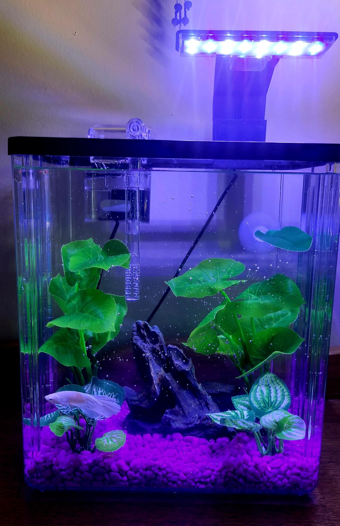 1.5 Gallon Aquarium Starter Kits - Plastic Fish Tank Kit Clear Beta Fish Tank Small with Filteration Oxygenation, Water Circulation, Lighting - Beginner's Gift for Guppy, Shrimp, Goldfish customer photo 1