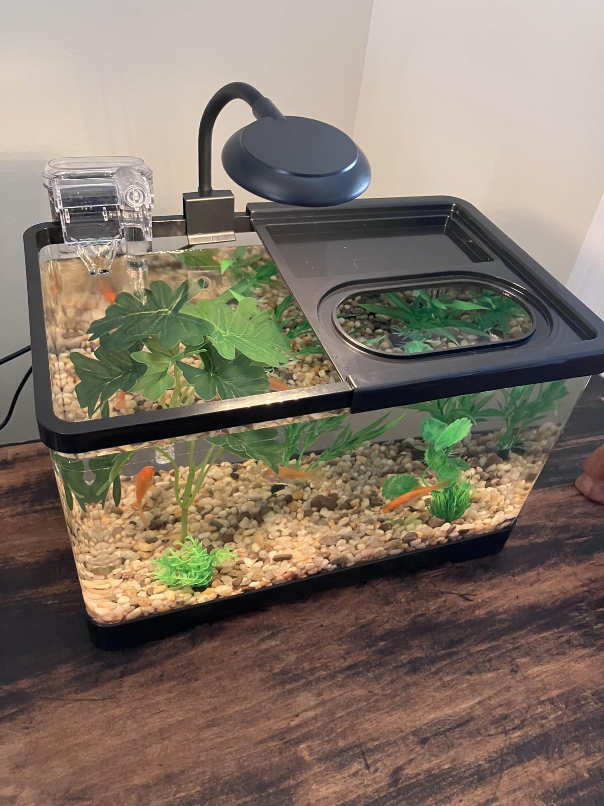 1.5 Gallon Aquarium Starter Kits - Plastic Fish Tank Kit Clear Beta Fish Tank Small with Filteration Oxygenation, Water Circulation, Lighting - Beginner's Gift for Guppy, Shrimp, Goldfish customer photo 2