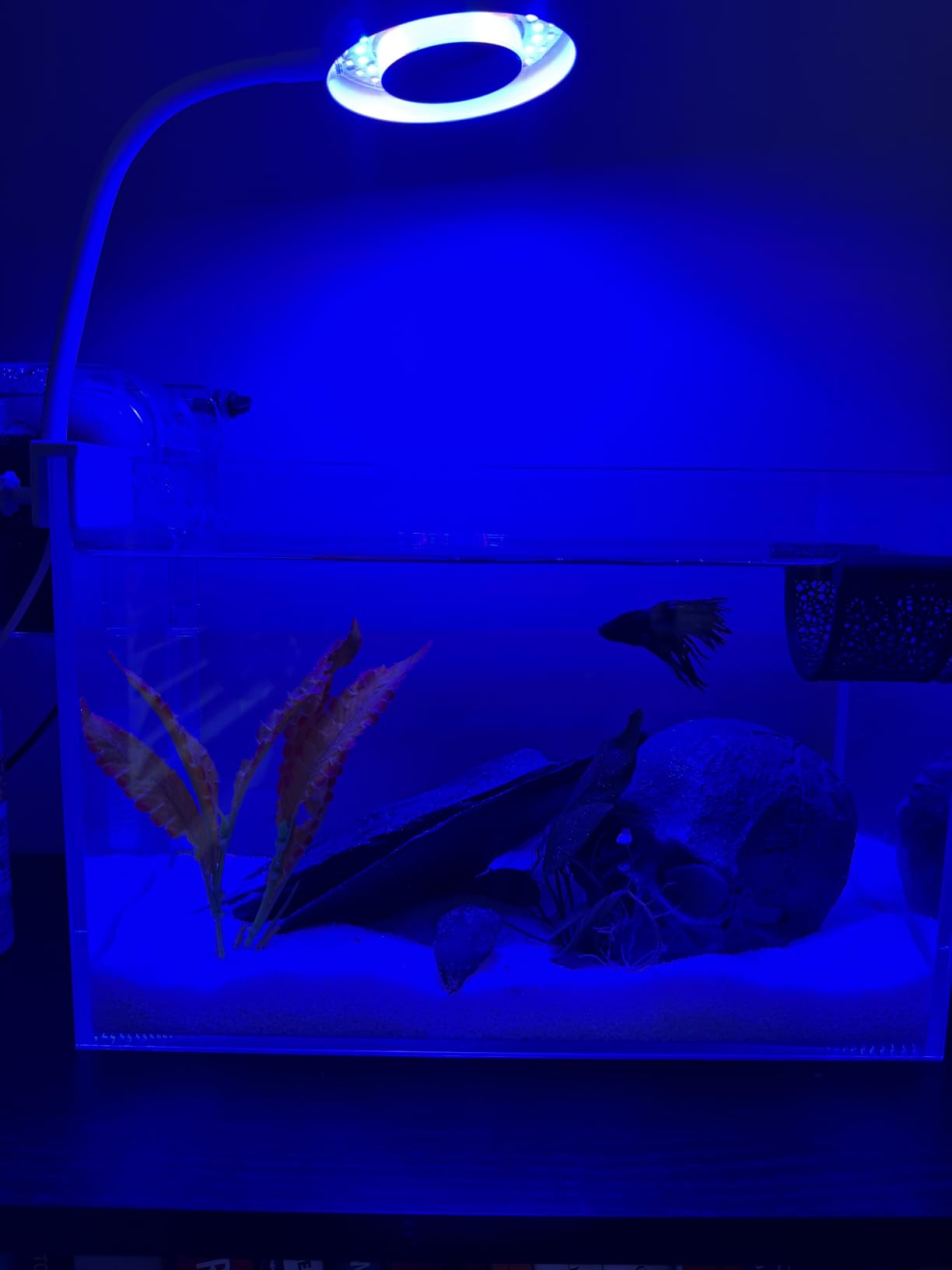 Nano Aquarium Kit 2.2 Gallon, Rimless Glass Betta Fish Tank with Filter & LED Light, 12