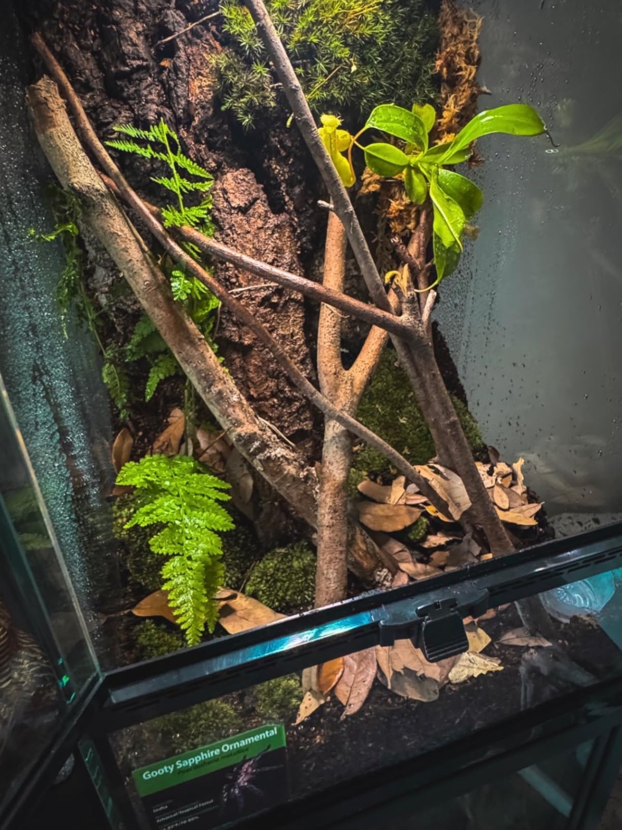 30 Gallon Tall Reptile Glass Tank Terrarium 18