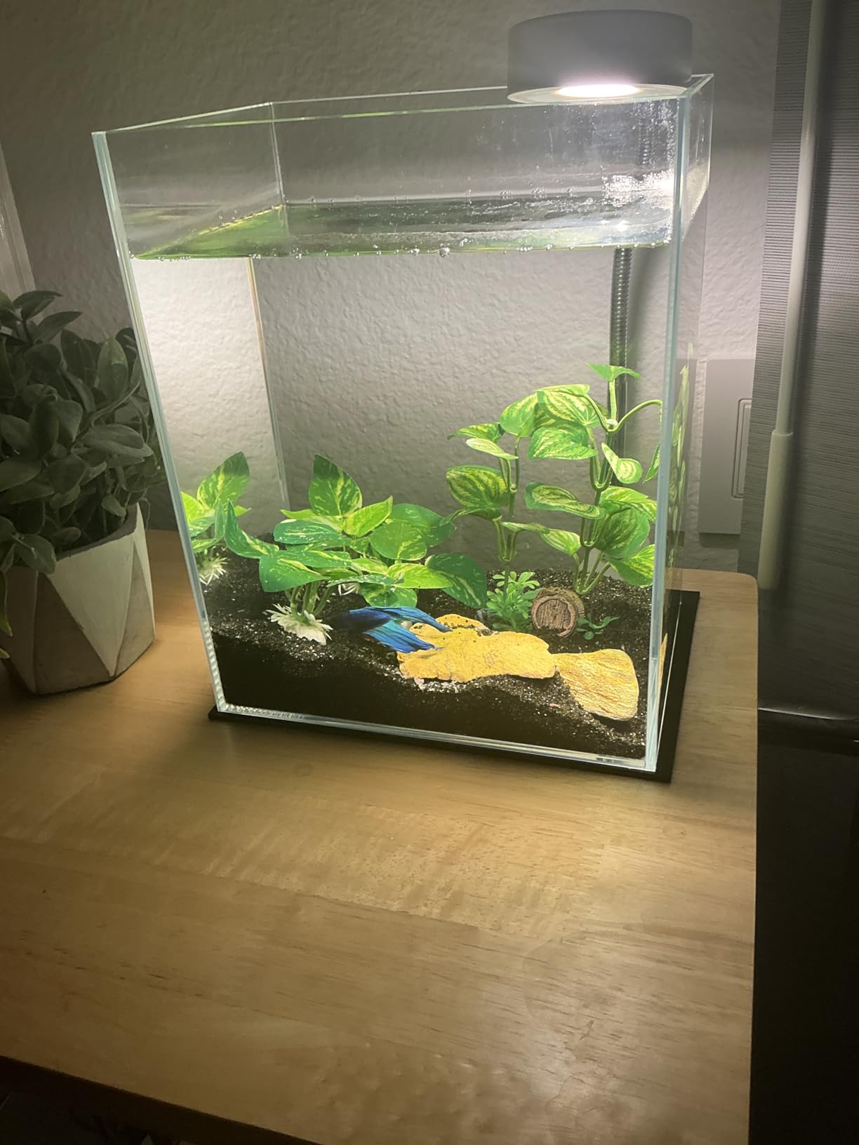 Vimvins 10 Gallon Glass Fish Tank, Easy to Maintain Small Aquarium for Betta/Shrimp and Aquatic Planting. customer photo 1