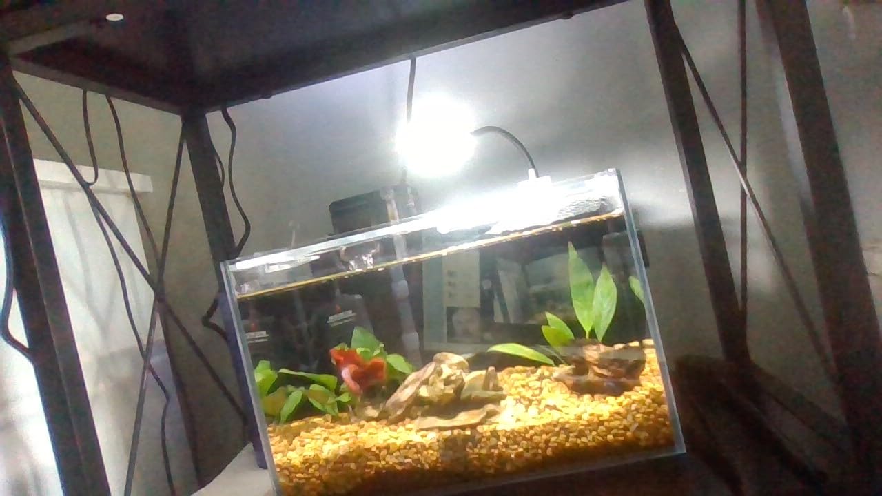 Betta Fish Tank kit,Small Nano Glass Fish Tank Start Kit with Filter,LED Light for Shrimp,Small Fish,Betta (1.5 Gallon) customer photo 1