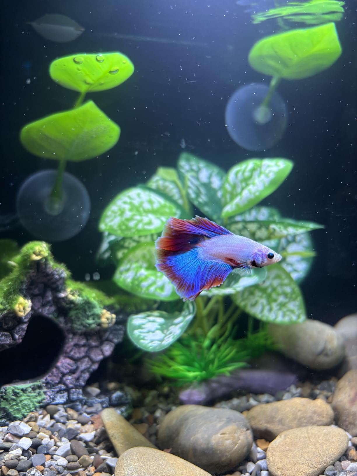 2.5 Gallon Nano Aquarium Kit, Glass Small Fish Tank Starter Kit with Light, Filter, Gravel Rock,Lid. Ultra Clear Rimless Desktop Fish Tank for Small Fish,Betta,Shrimp.Complete Version, Black customer photo 2
