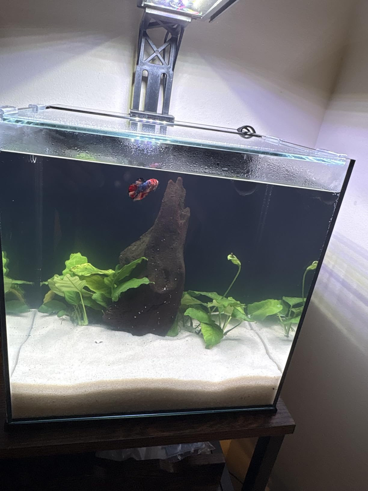 Ultum Nature Systems Dual AIO - Freshwater/Saltwater Compatible, All in One Rimless Tank with Triple Chamber Filtration System, Integrated Filter Aquarium with Leveling Mat - 10 Gallon, 60SA, Black customer photo 2