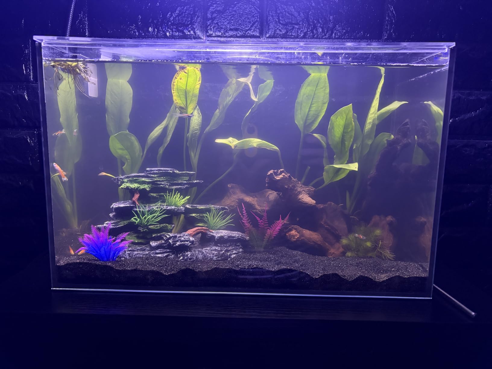 2.5 Gallon Nano Aquarium Starter Kit, Rimless Glass Fish Tank customer photo 1