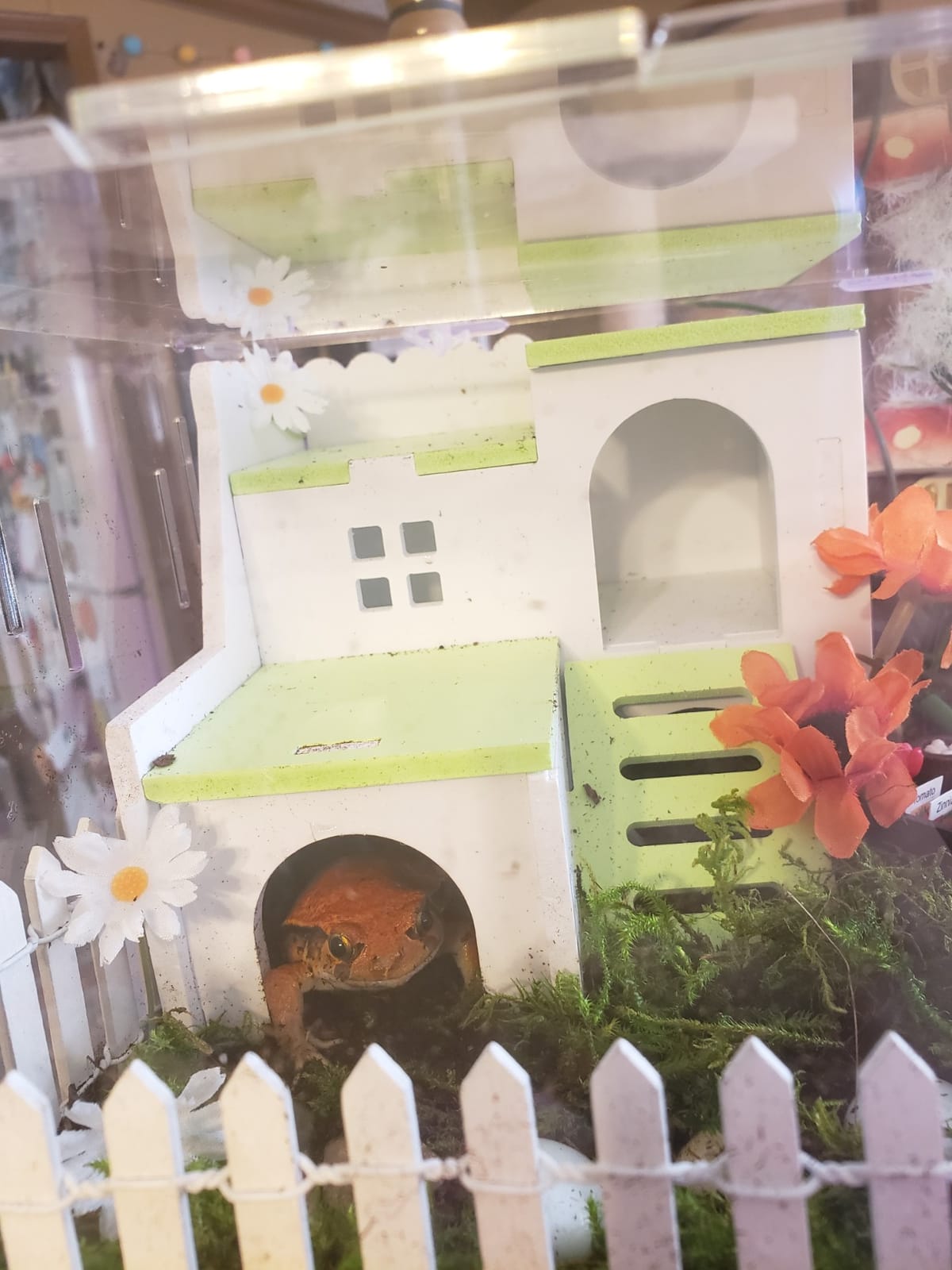 BETAZOOER Acrylic Reptile Terrarium Breeding Tank Enclosure 11.4