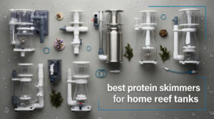 best protein skimmers for home reef tanks