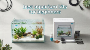 best aquarium kits for beginners